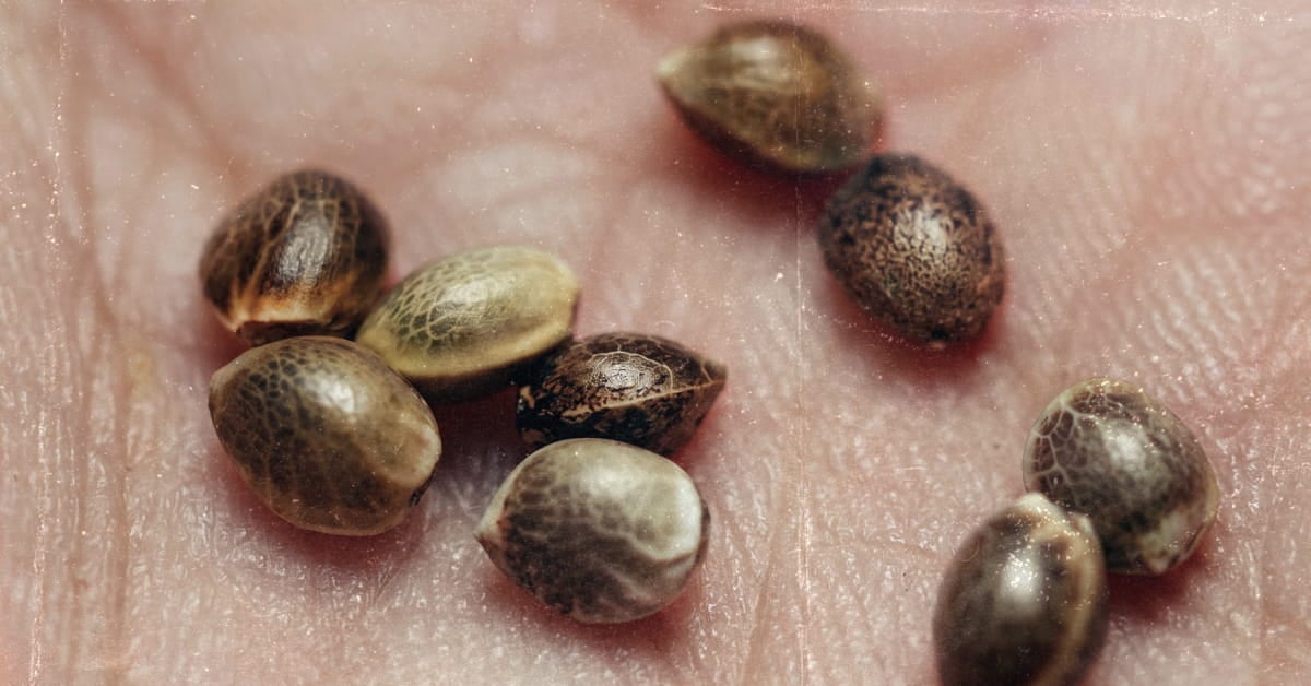 Cannabis Seeds Buying Guide: How to Choose the Right Seeds For Your Grow & Goals