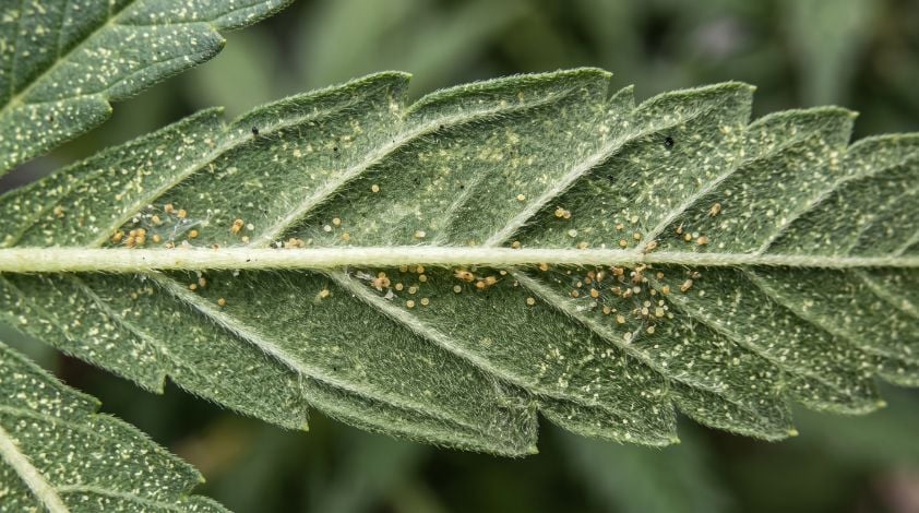 Spider Mites on Cannabis: How to Spot, Stop & Get Rid of Them Fast [Full Guide]