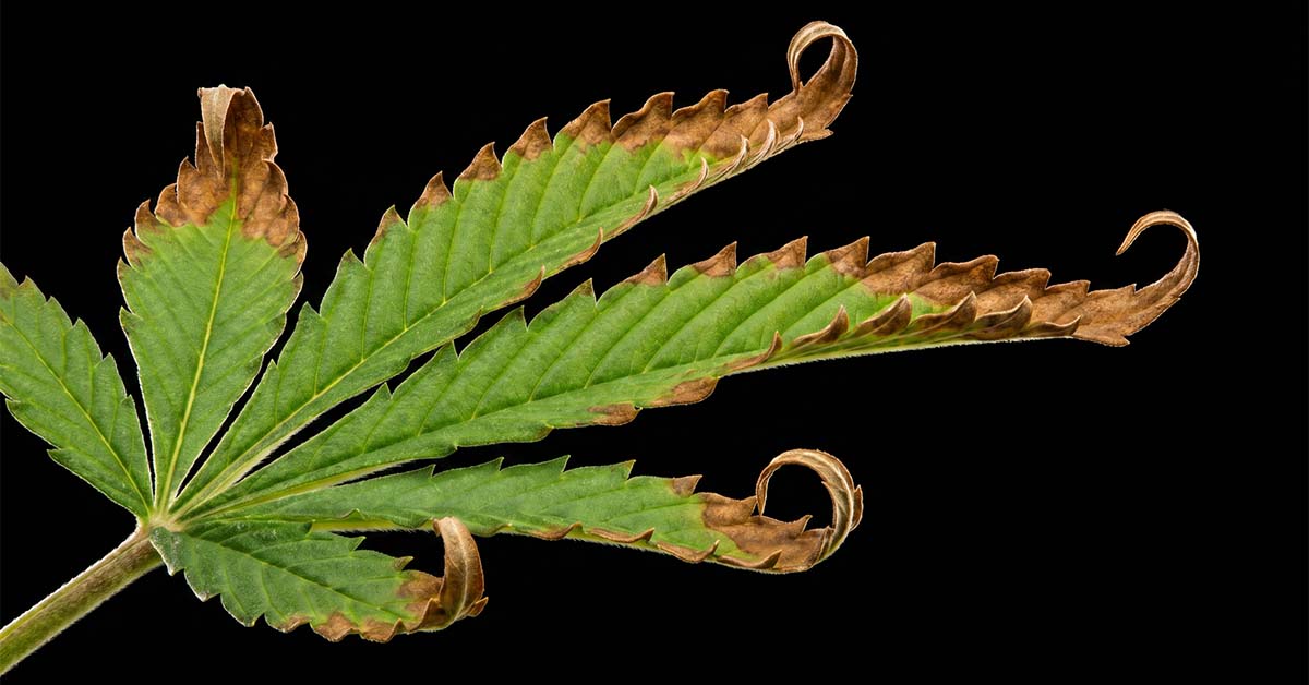 How to Fix Cannabis Nutrient Burn:  Signs, Causes & Treatment [Guide]