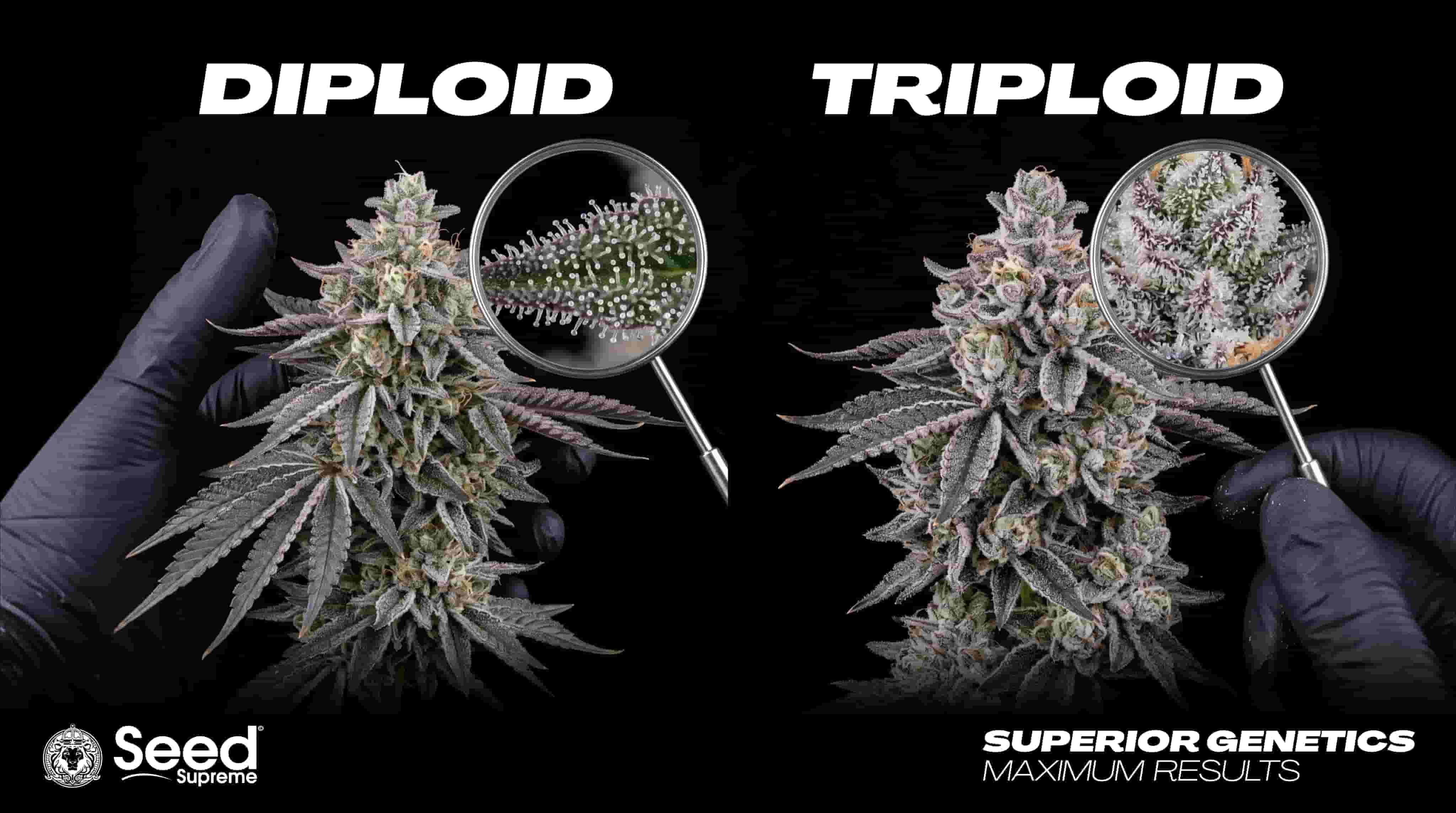 What Is Triploid Cannabis? Seeds, Plants, Genetics