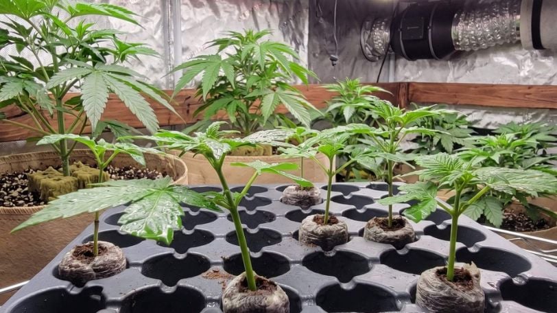 Can You Clone Autoflower Plants? [Full Guide]
