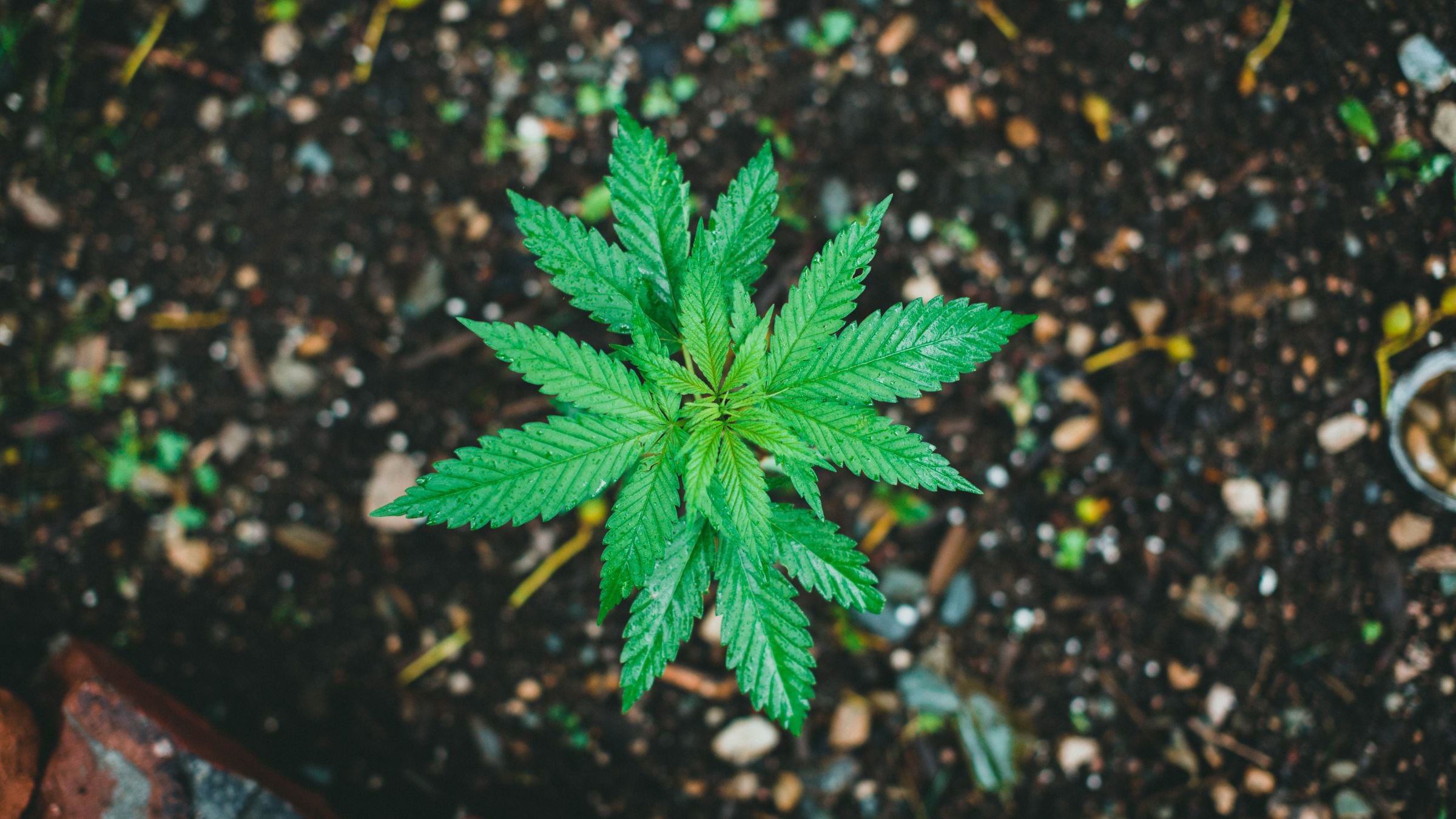 Best Soil for Autoflowers: A Guide to Healthy, High-Yield Cannabis Plants