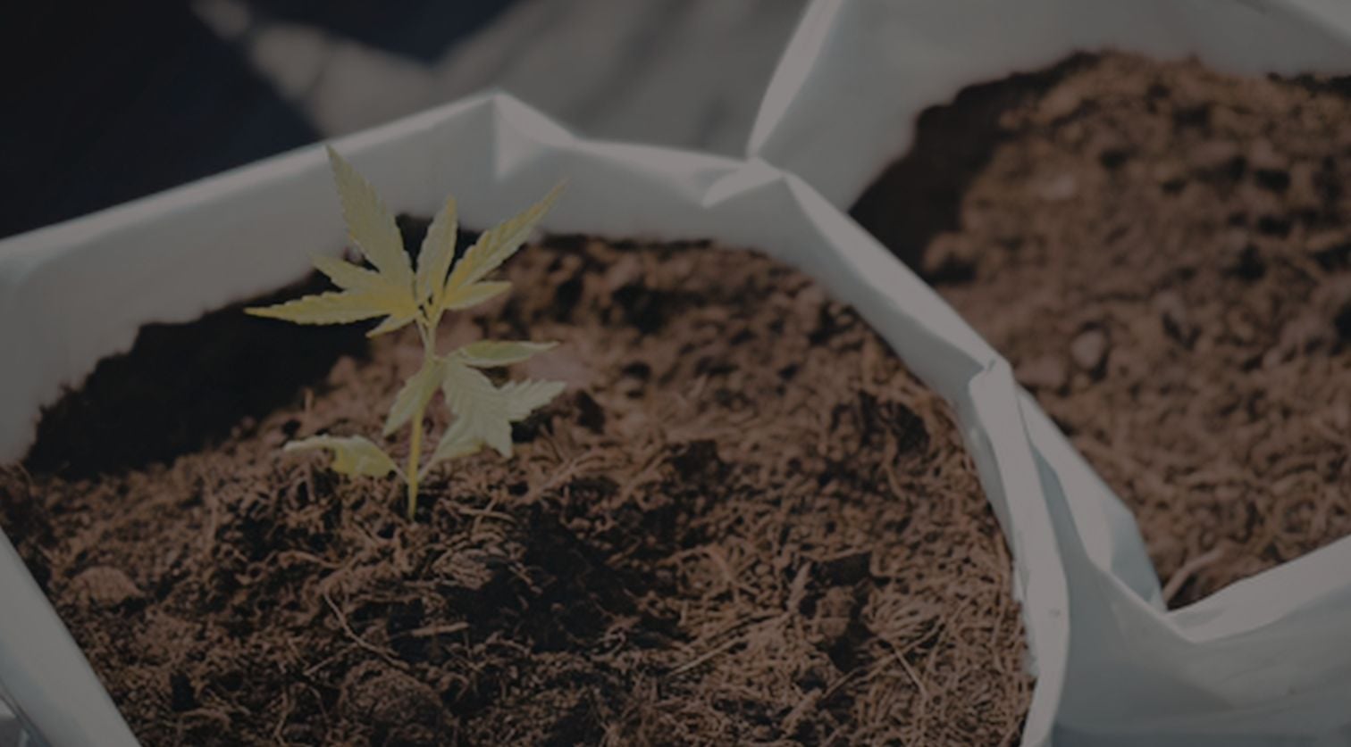 Best Cannabis Fertilizers: Nutrients for Healthy Plants
