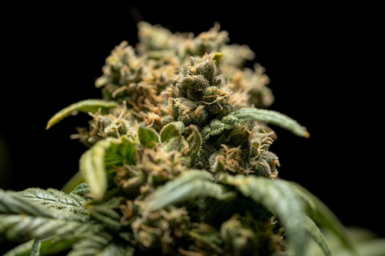 The top 5 high CBD strains