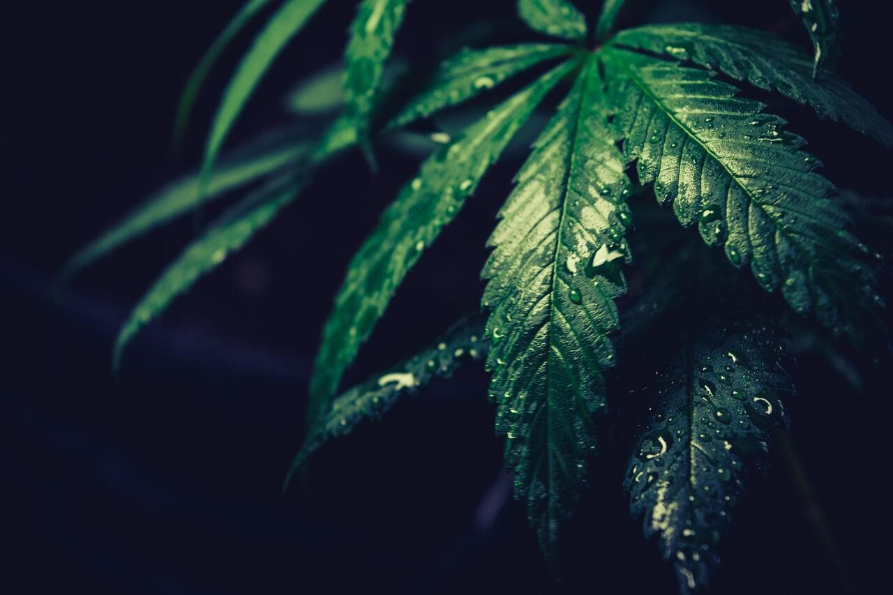 Plant humidifiers and growing marijuana