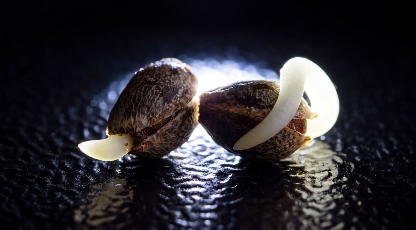 How to germinate cannabis seeds