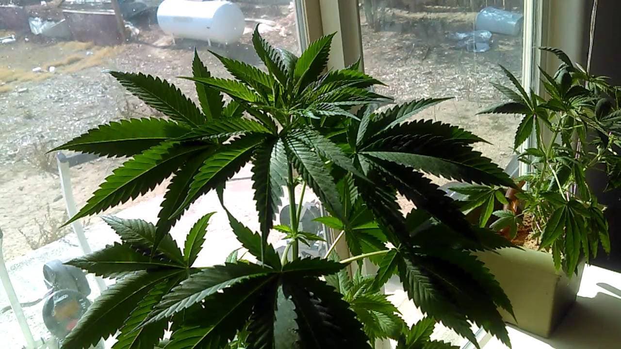 How to Grow Weed on a Windowsill: The Basics