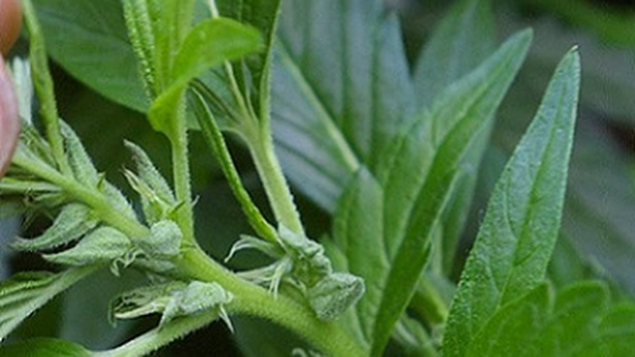 Early Signs of a Hermie Plant: How to Spot Them