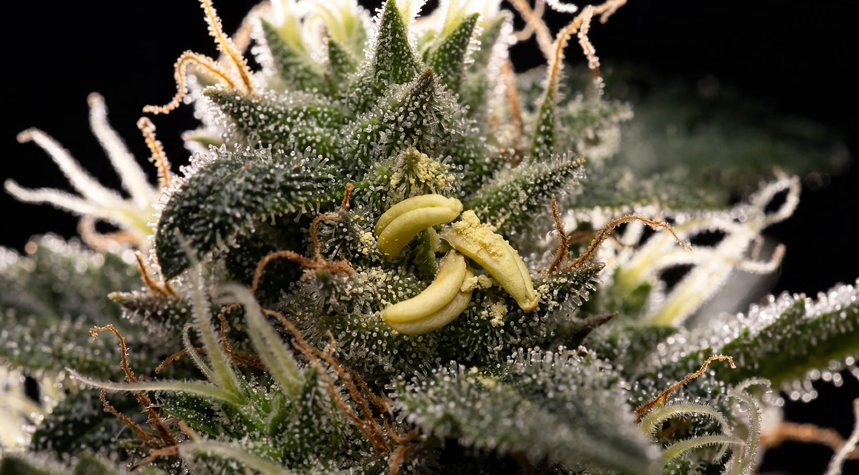 Early Signs of a Hermie Plant: How to Spot Them