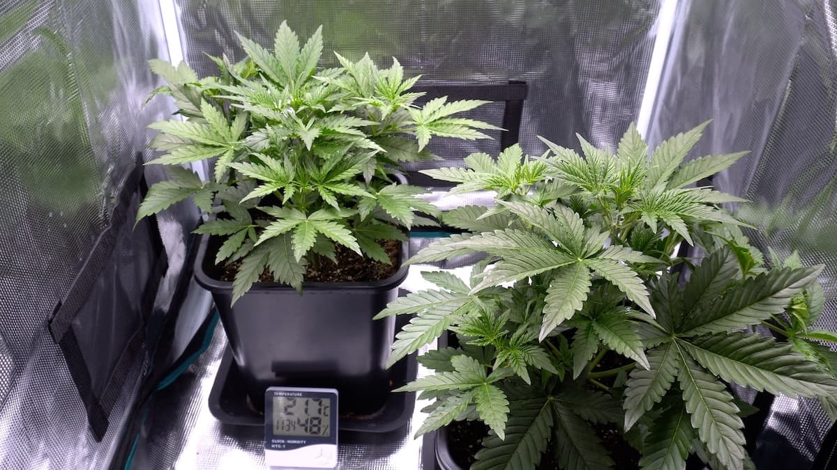 How to set up a cheap indoor grow setup