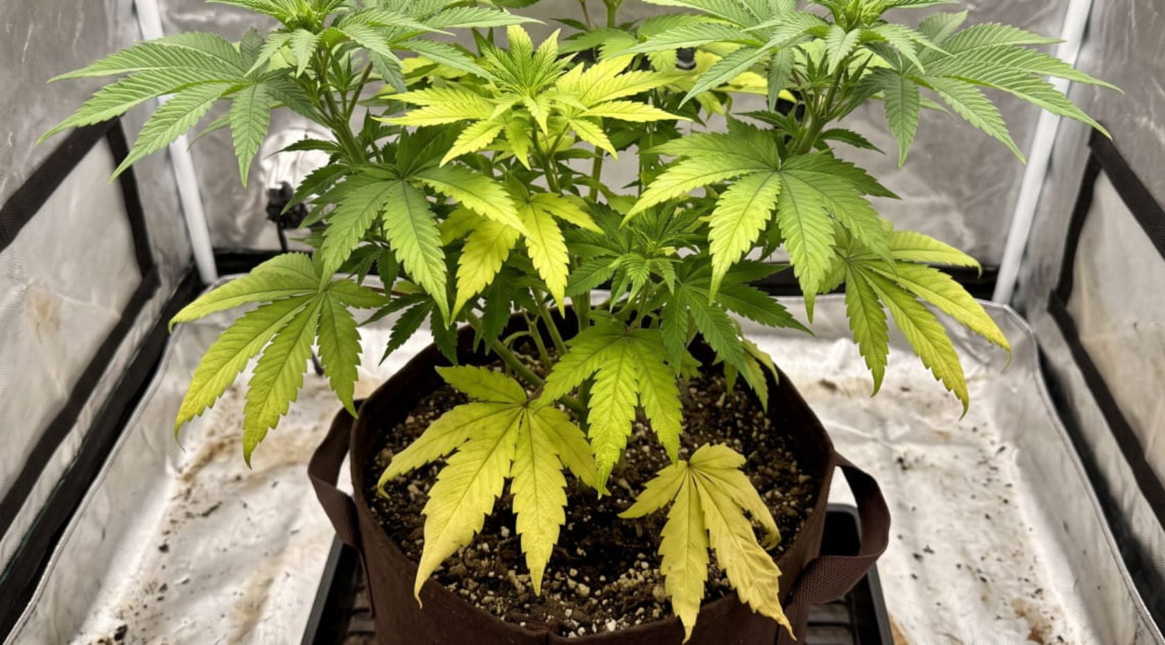 How to Fix Cannabis Nitrogen Deficiency:  Signs, Causes & Solutions [Full Guide]