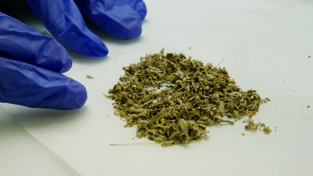 Confirmed: Synthetic Cannabis Is a Gateway Drug, Pot Isnâ€™t