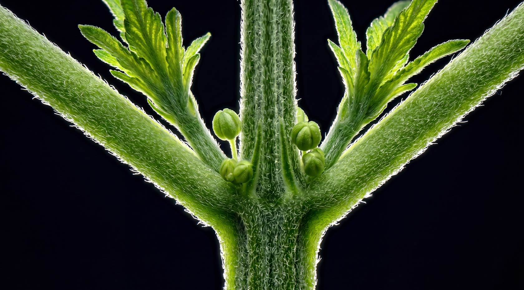 How to Spot the Early Signs of Male Plants [Cannabis Guide With Pictures]