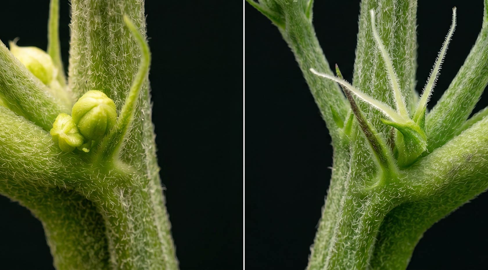 Male vs. Female Weed Plants: How to Tell the Difference [Full Guide]