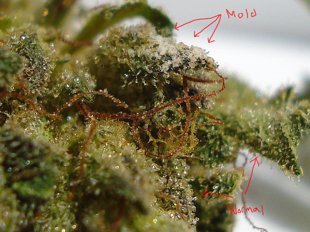 Mould – Cannabis Curing Enemy Number One 