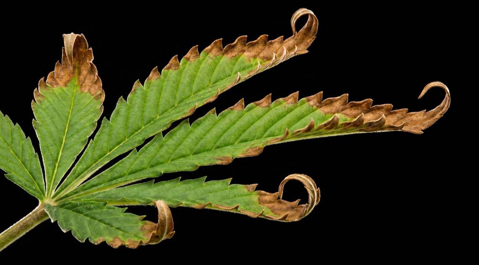 How to Fix Cannabis Nutrient Burn:  Signs, Causes & Treatment [Guide]