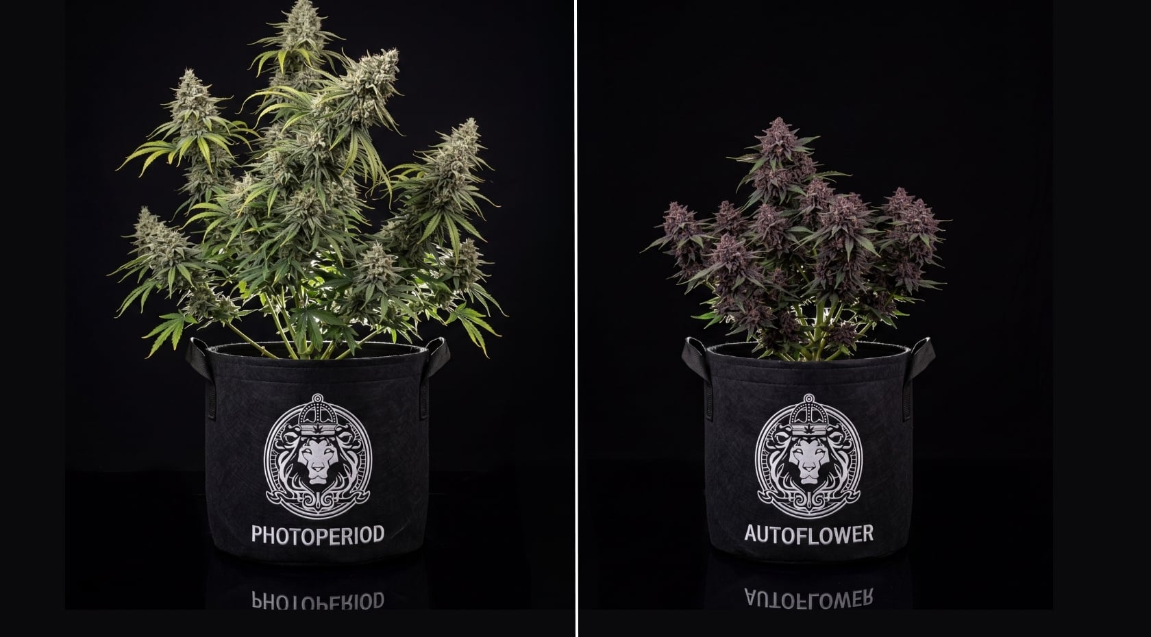 Photoperiod vs Autoflower: How the Two Seed Types Compare