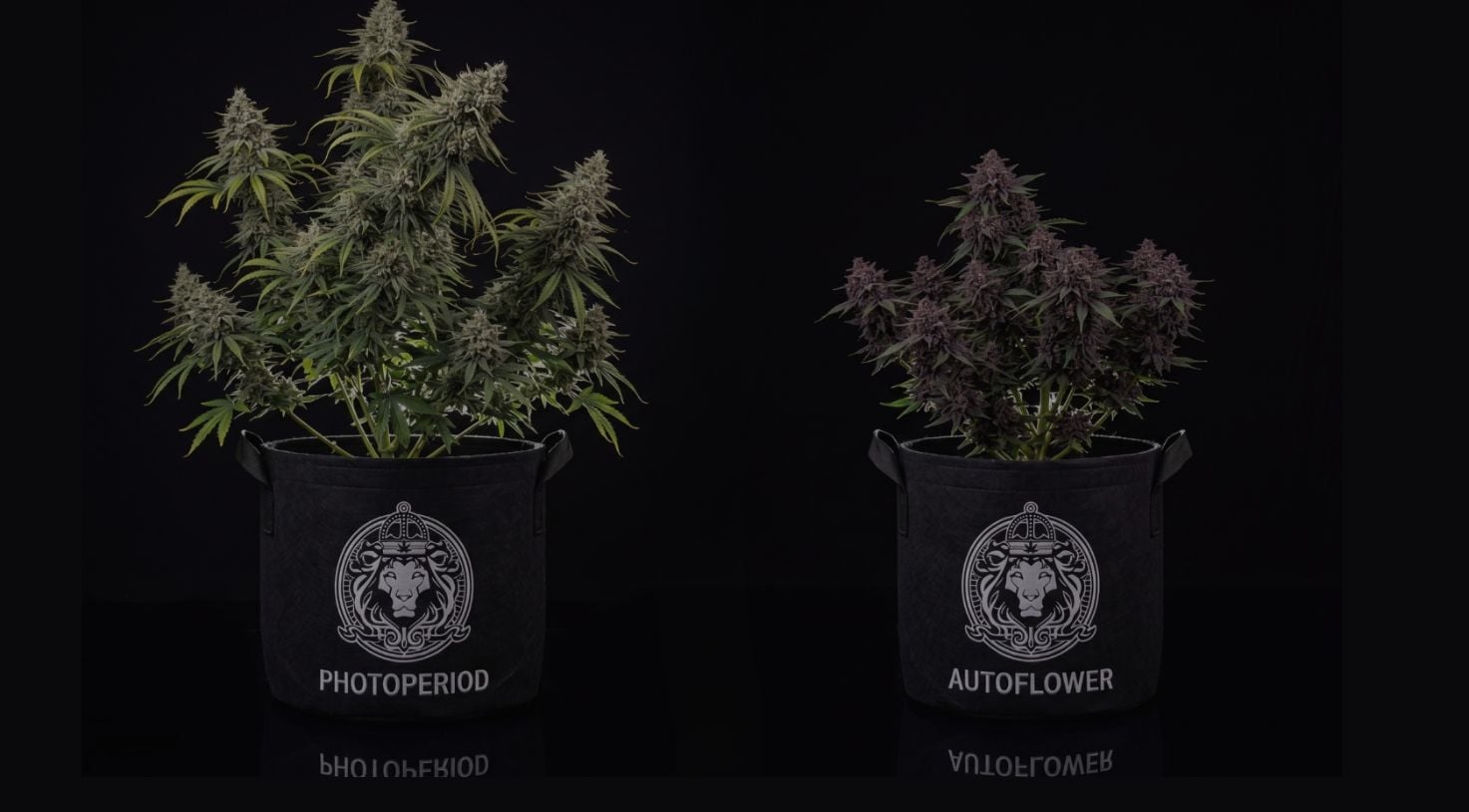 Photoperiod vs Autoflower: How the Two Seed Types Compare