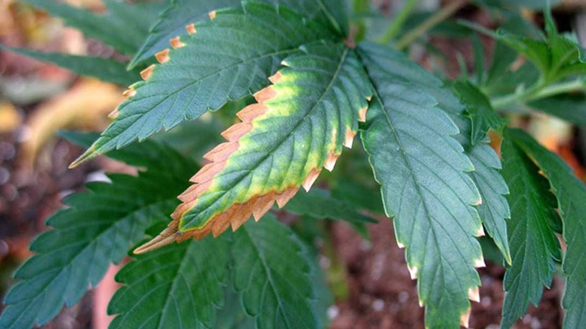 Cannabis Deficiencies: How to Read Leaf Symptoms