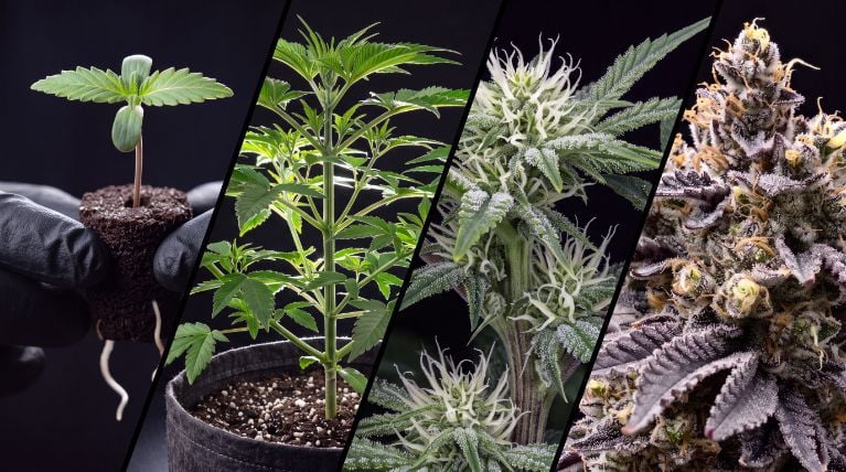 Cannabis Growth Stages | Germination, Seedling, Vegetative, Flowering & Harvest