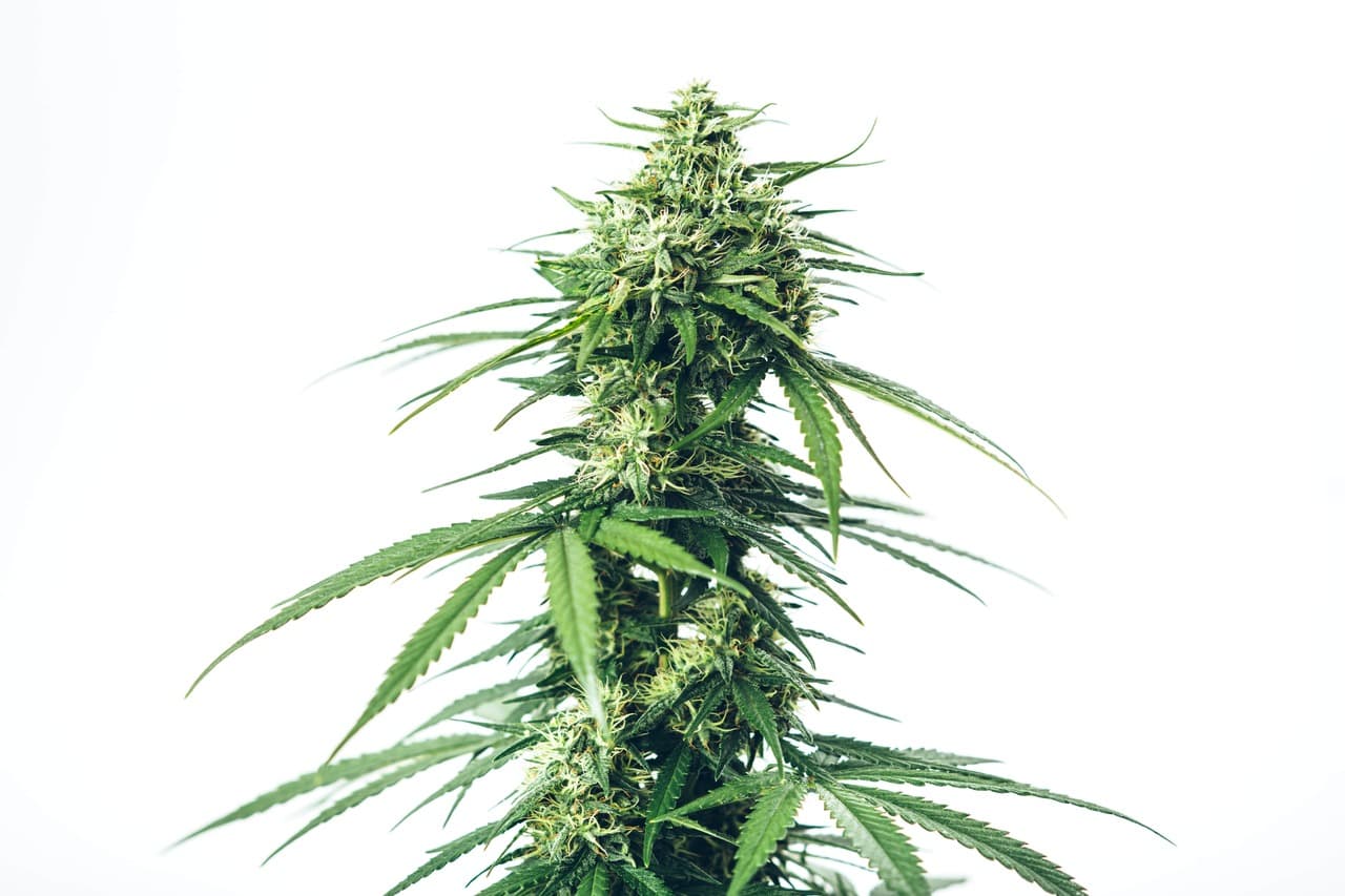 Ten best indica strains