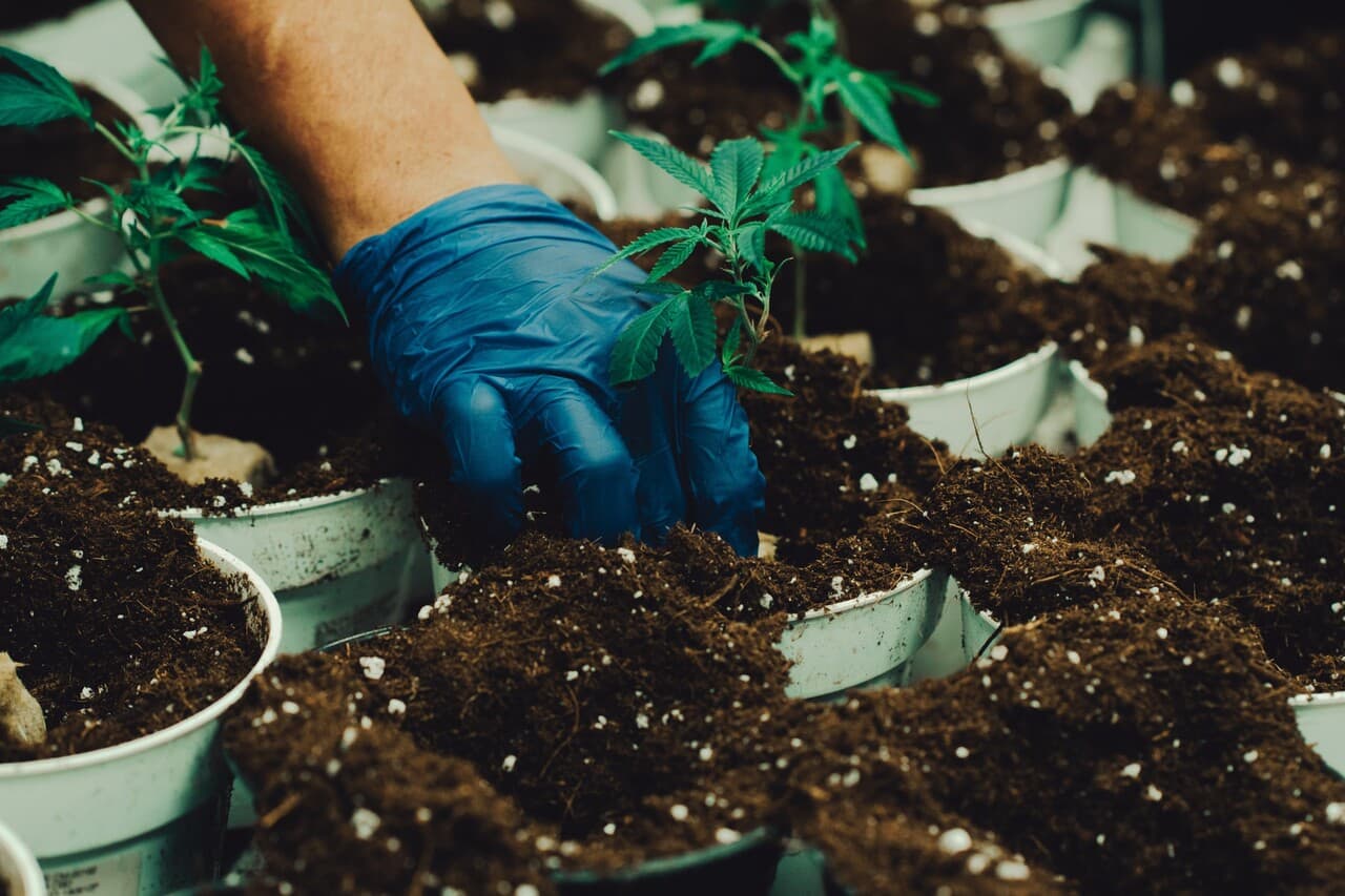 soil for cannabis