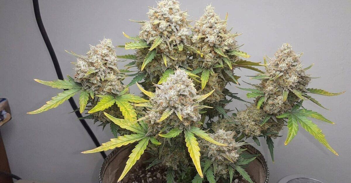 How & When to Top Autoflowers: Step-by-Step Grower's Guide
