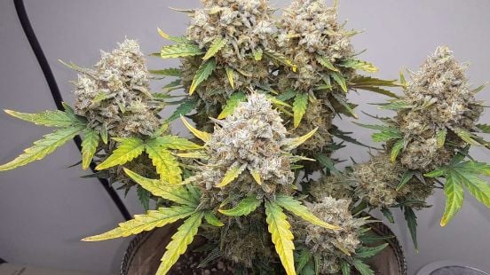 How & When to Top Autoflowers: Step-by-Step Grower's Guide