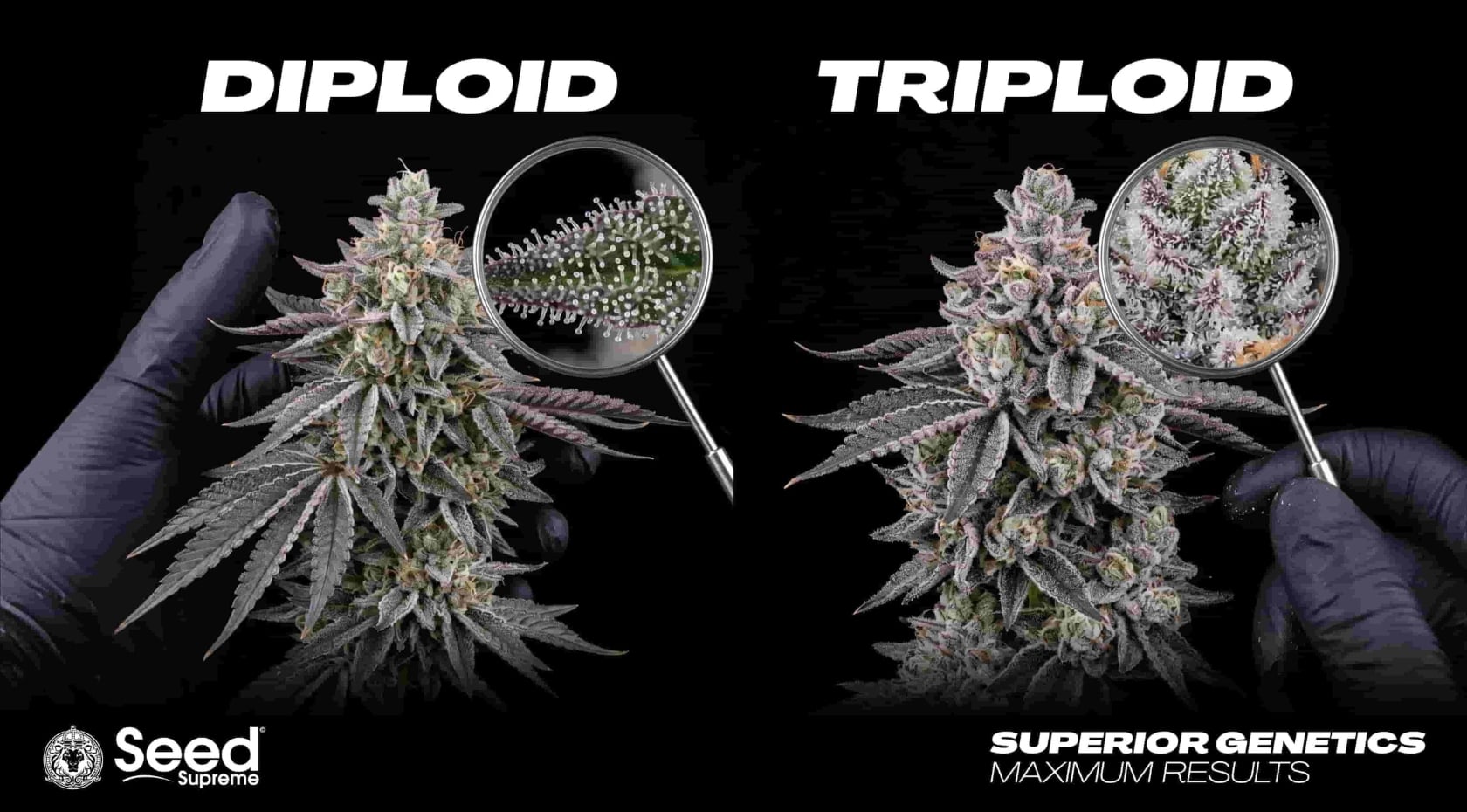 What Is Triploid Cannabis? Seeds, Plants, Genetics