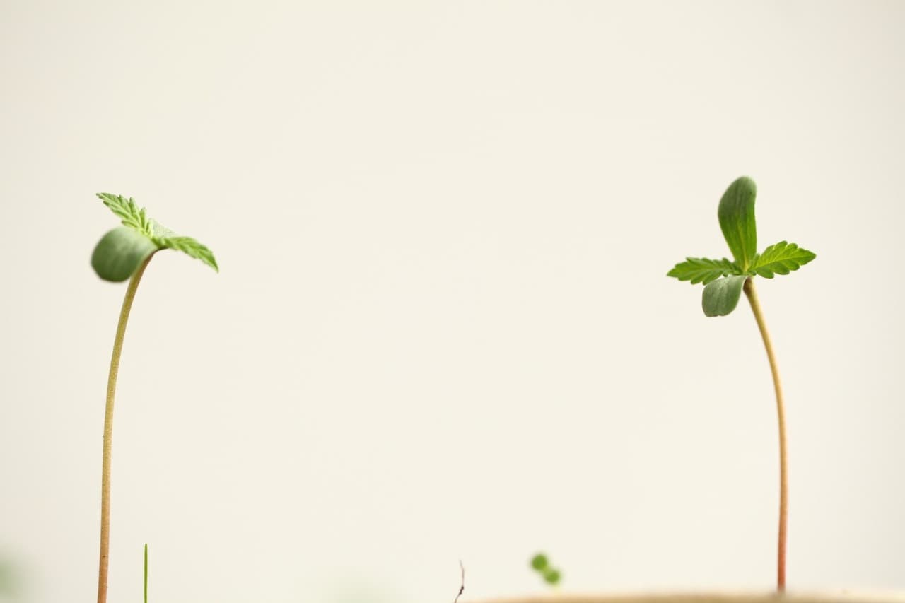 cannabis seedlings stretching too much