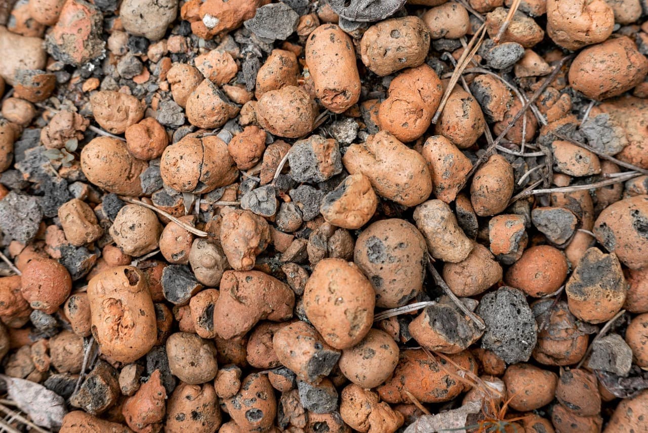 expanded clay for growing cannabis