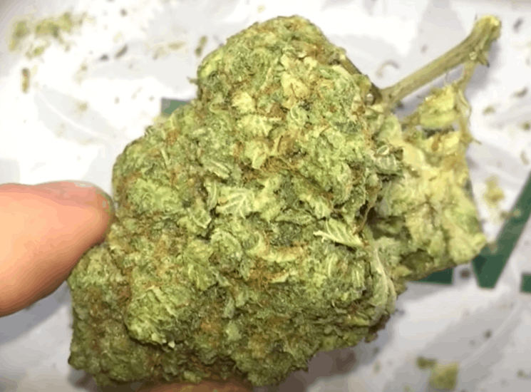 Gorilla Glue is a hybrid strain that makes you happy