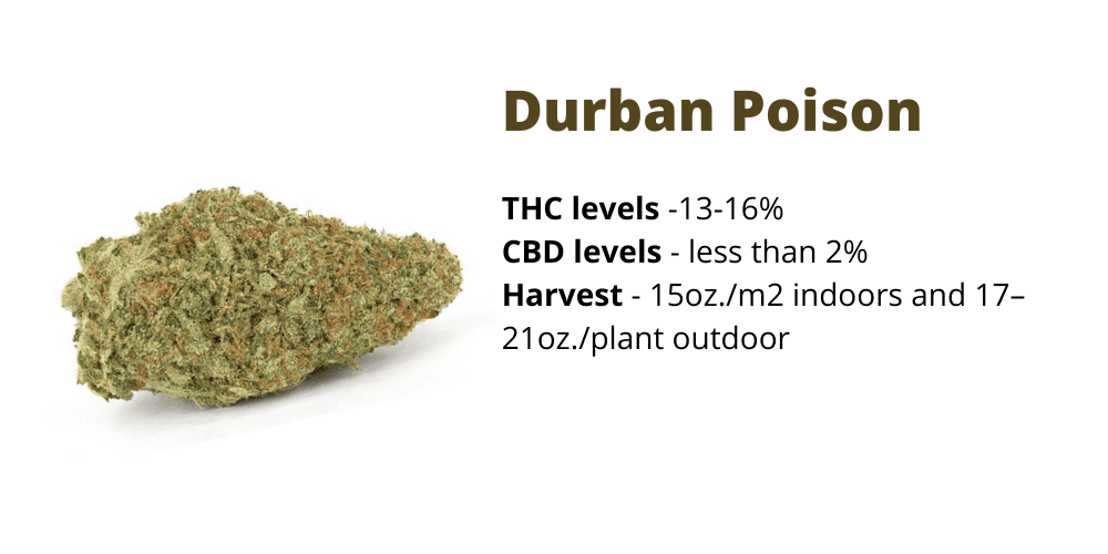 Durban Poison strain for creativity