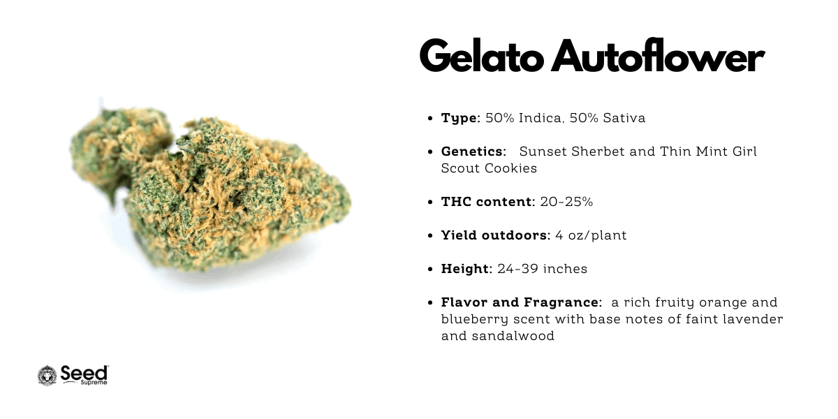 Gelato autoflower