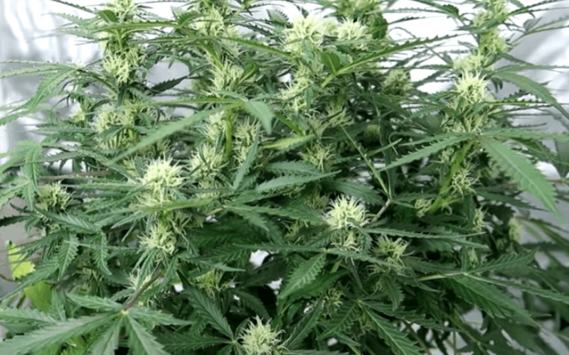 flowering stage of weed: buds forming (week 3-4)