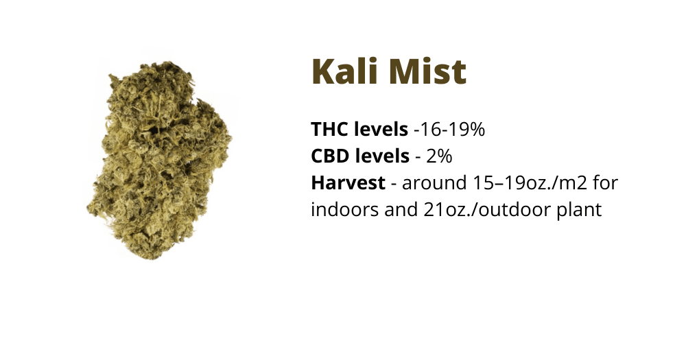 Kali Mist strain for creativity