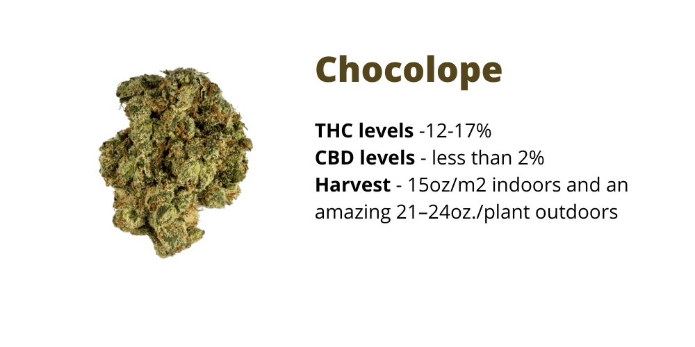 Chocolope strain for creativity