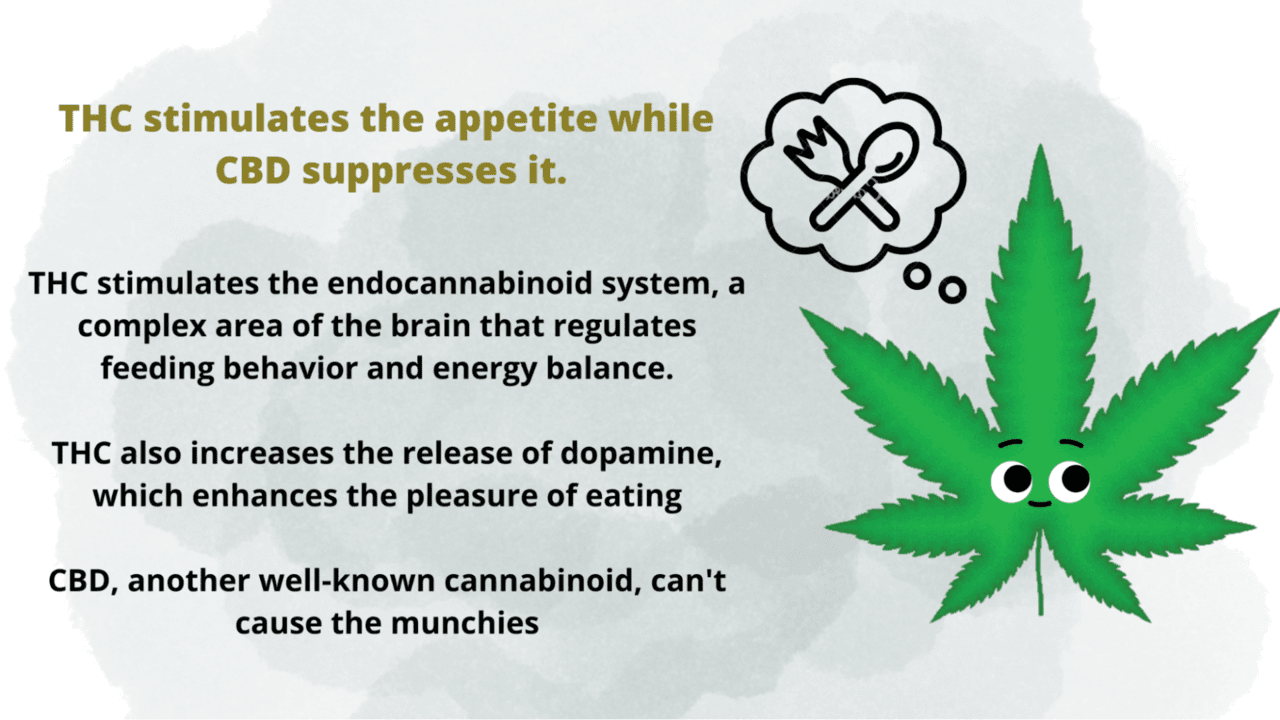 why does weed give you munchies