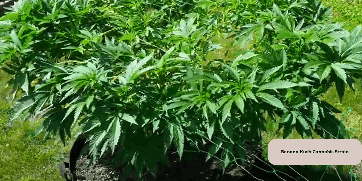 Banana Kush strain is perfect for outdoor growing