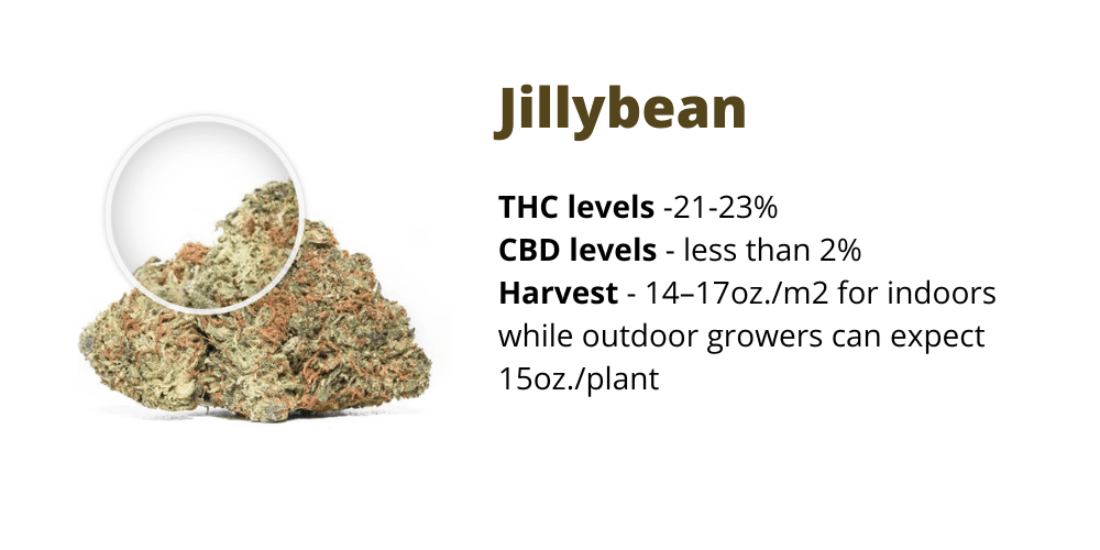 Jillybean strain for boosting creativity