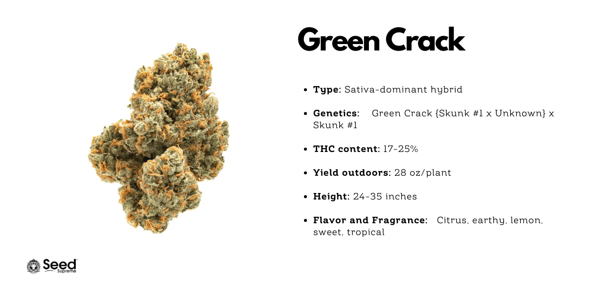 Green Crack feminized