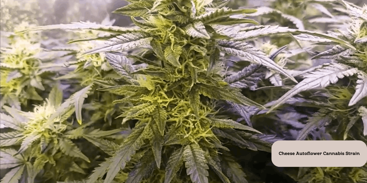 good outdoor cannabis strains - cheese auto