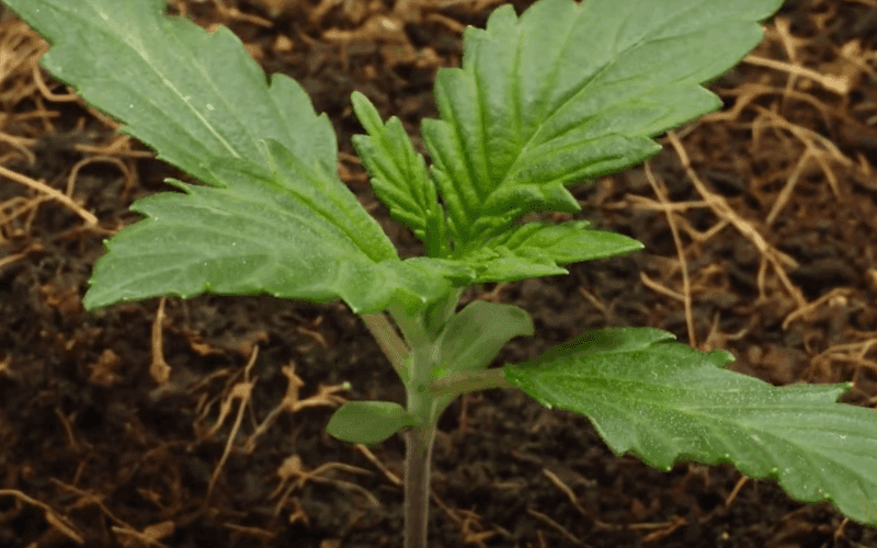 autoflower seedlings