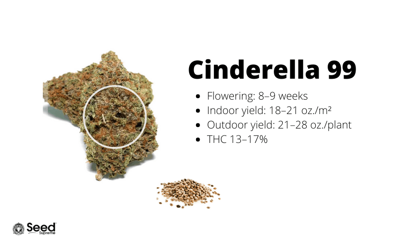 Cinderella 99 feminized cannabis seeds