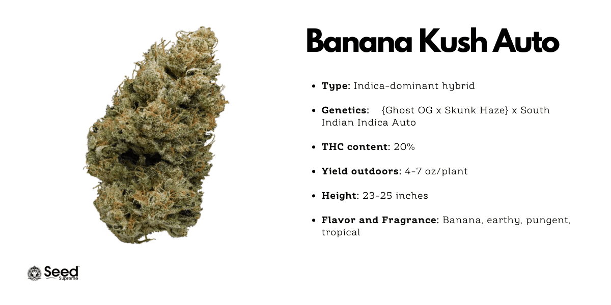 Banana Kush auto