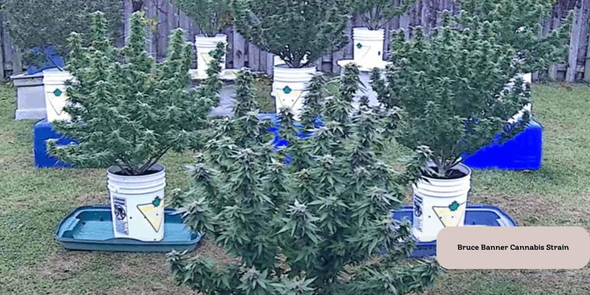 an example of Bruce Banners strains grown outdoor