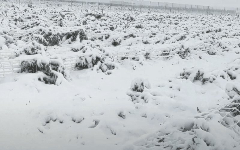 growing weed in winter