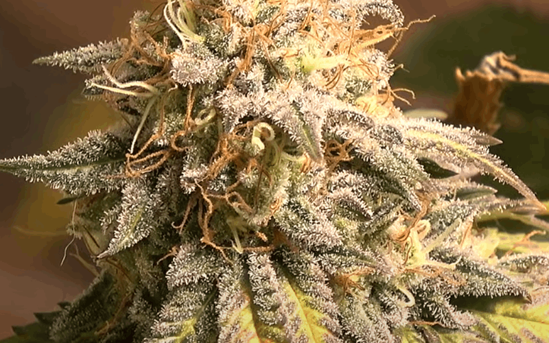 big trichomes on Amnesia Lemon strain