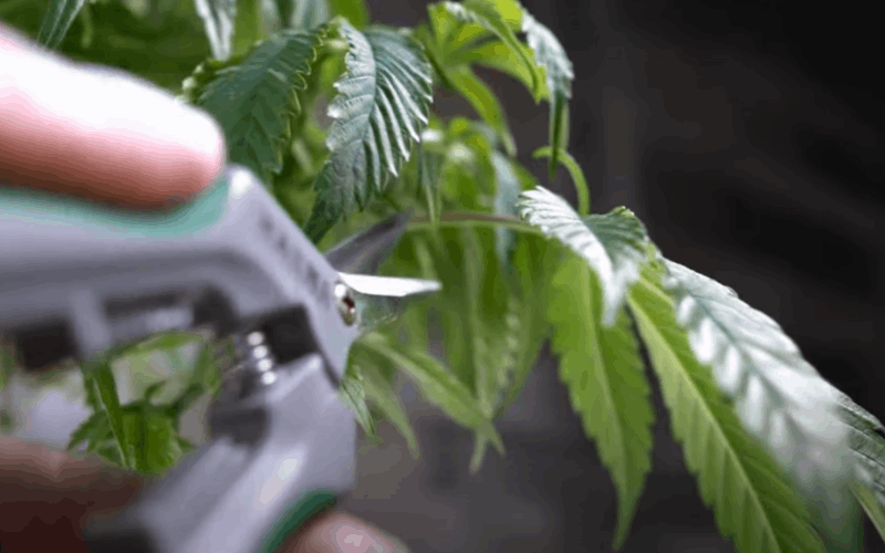 trim cannabis to make it grow faster