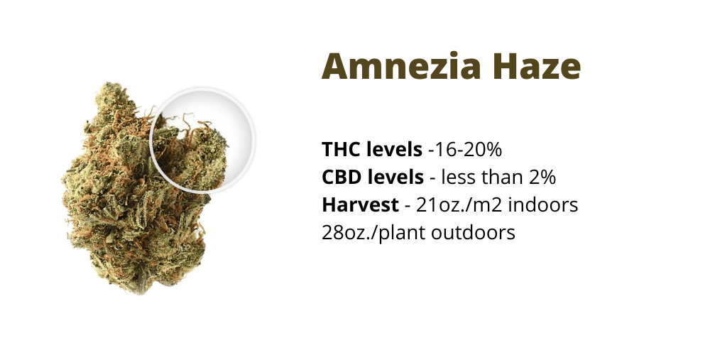 Amnexia Haze strain for creativity